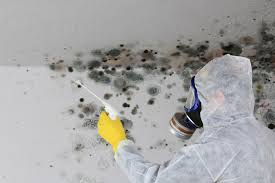 Warrenton, MO Mold Removal Services Company